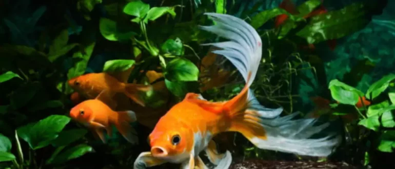 5 простых растений для аквариумов с золотыми рыбками