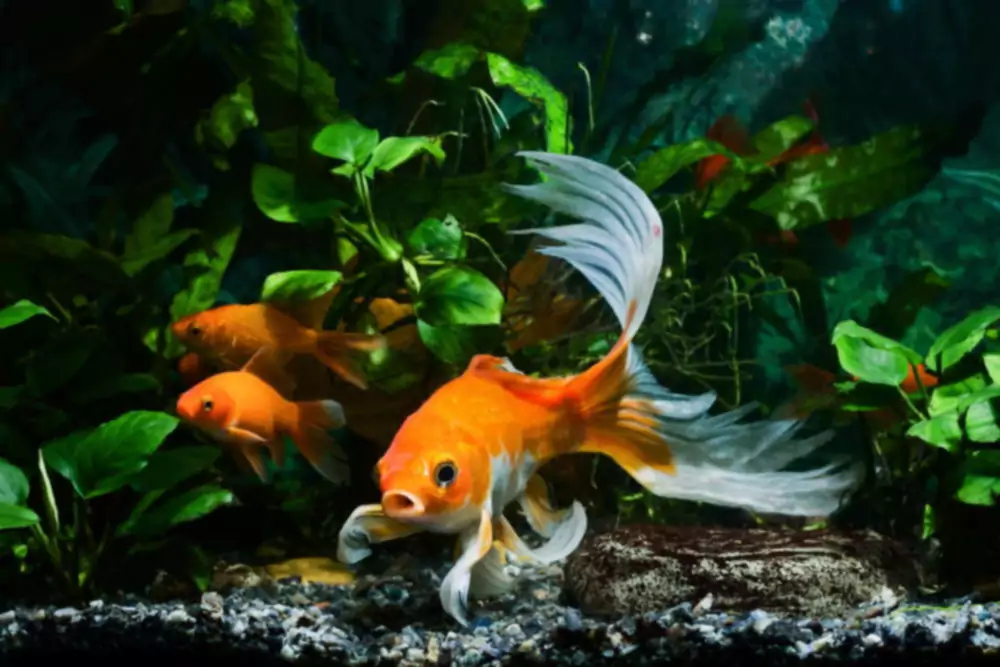 5 gemakkelijke planten voor aquariums met goudvissen