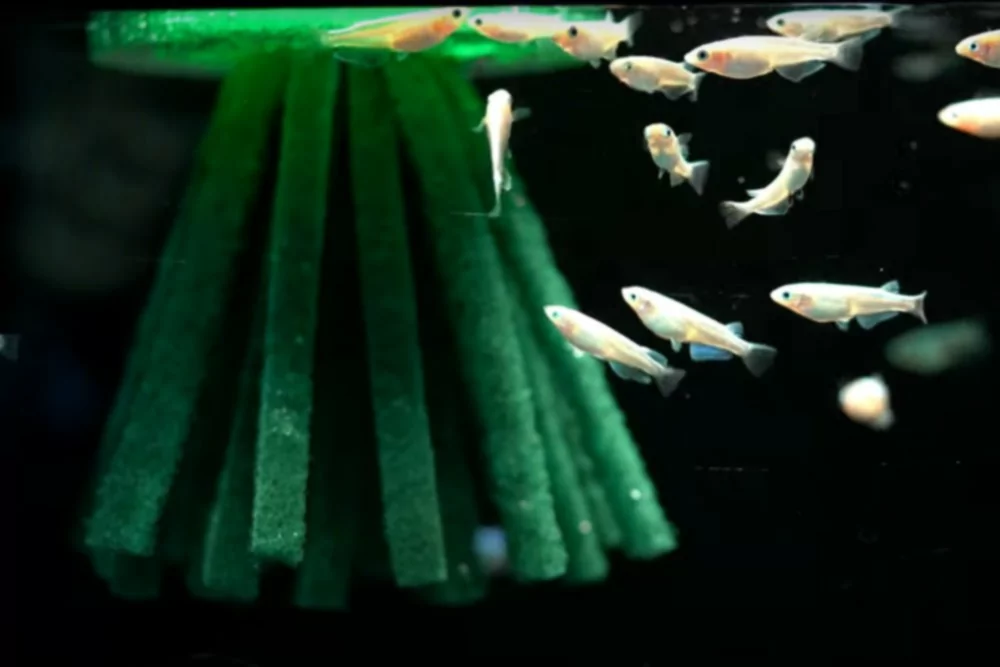 Как сделать самодельные нерестовые швабры для разведения аквариумных рыб