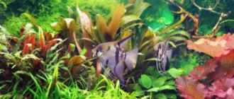 Meidän 5 suosikki akvaariokasvia, joita kaikkien pitäisi kokeilla
