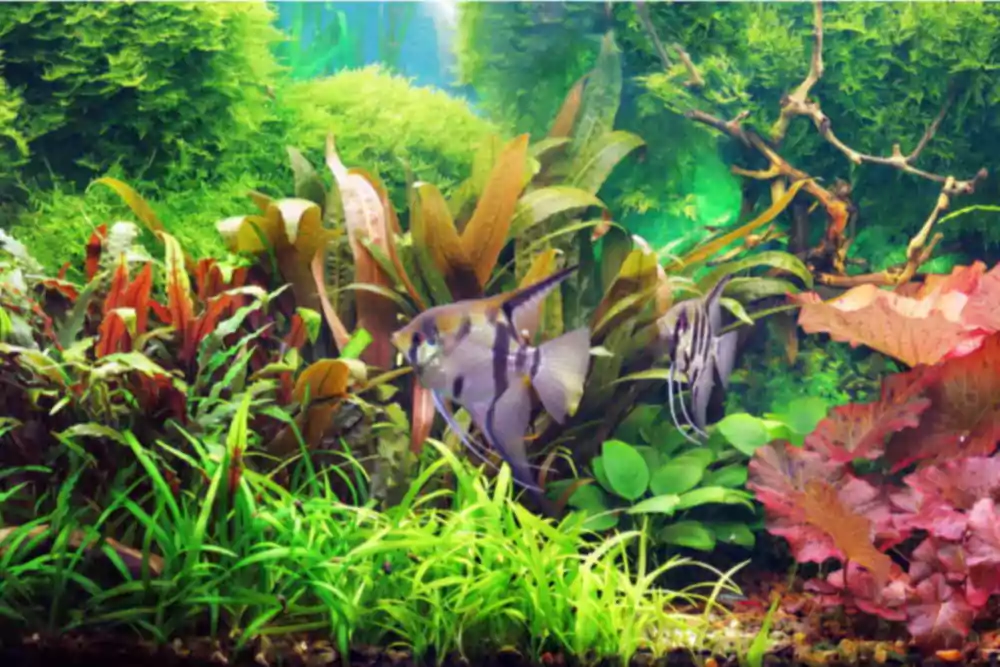 Našich 5 oblíbených akvarijních rostlin, které by měl každý vyzkoušet