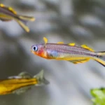 Vaivorykštinės žuvelės Forktail Blue-Eye arba Furcata Rainbowfish priežiūros vadovas