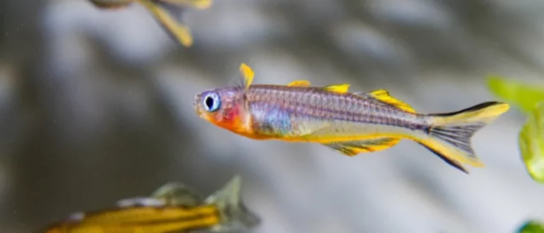 Vaivorykštinės žuvelės Forktail Blue-Eye arba Furcata Rainbowfish priežiūros vadovas