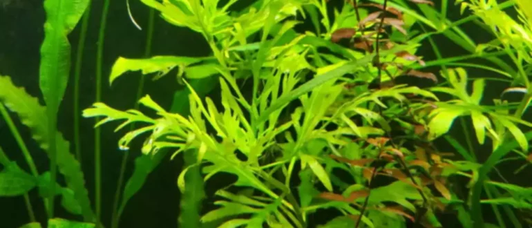 Jak pielęgnować wisterię wodną (Hygrophila difformis)?