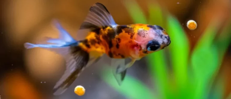 10 najboljših živil za zlate ribice, ki jih morate poskusiti