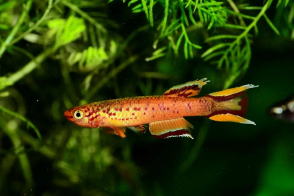 5 spalvingiausios žuvėdros, kurias turėtų išbandyti kiekvienas žuvų augintojas