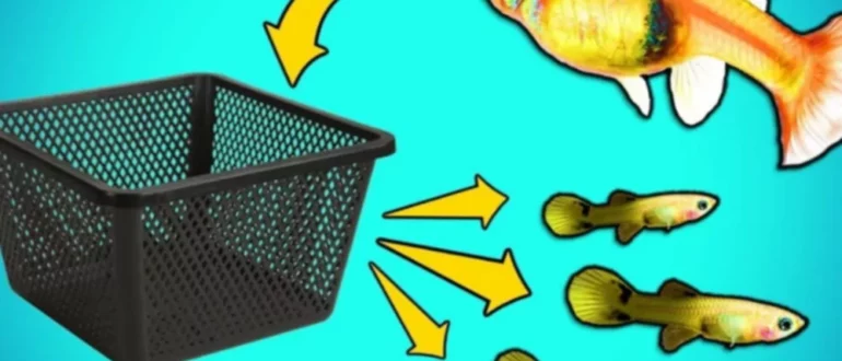 Как сделать DIY ловушку для мальков для разведения аквариумных рыб