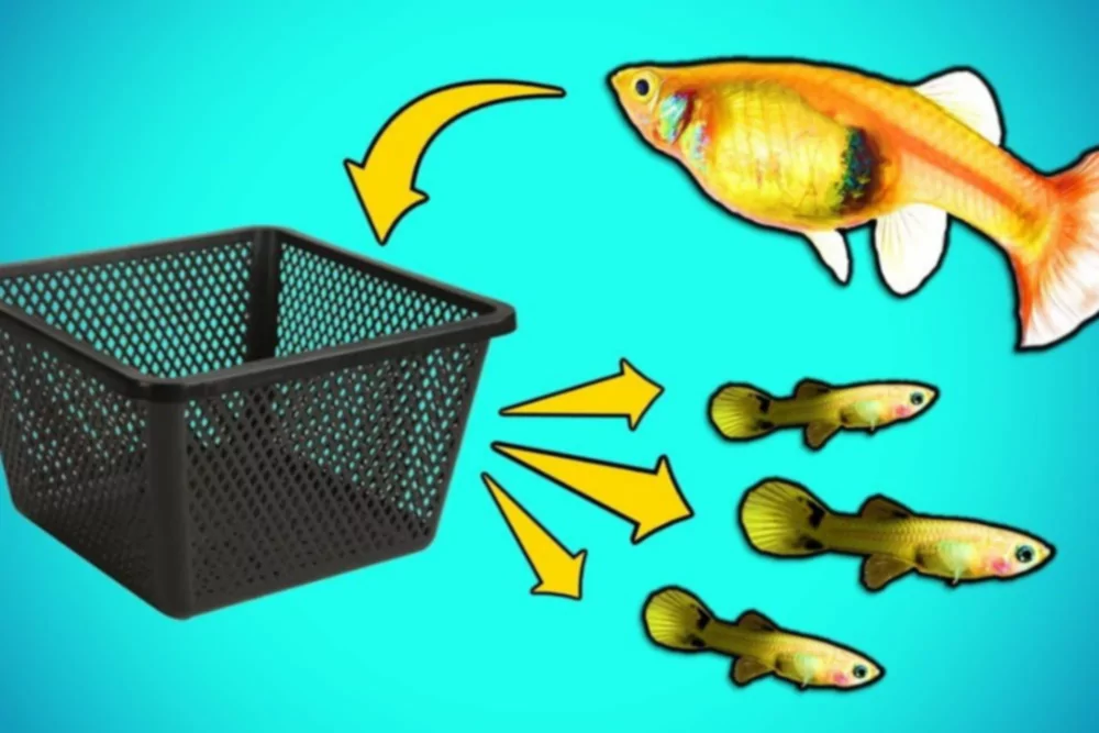 Как сделать DIY ловушку для мальков для разведения аквариумных рыб