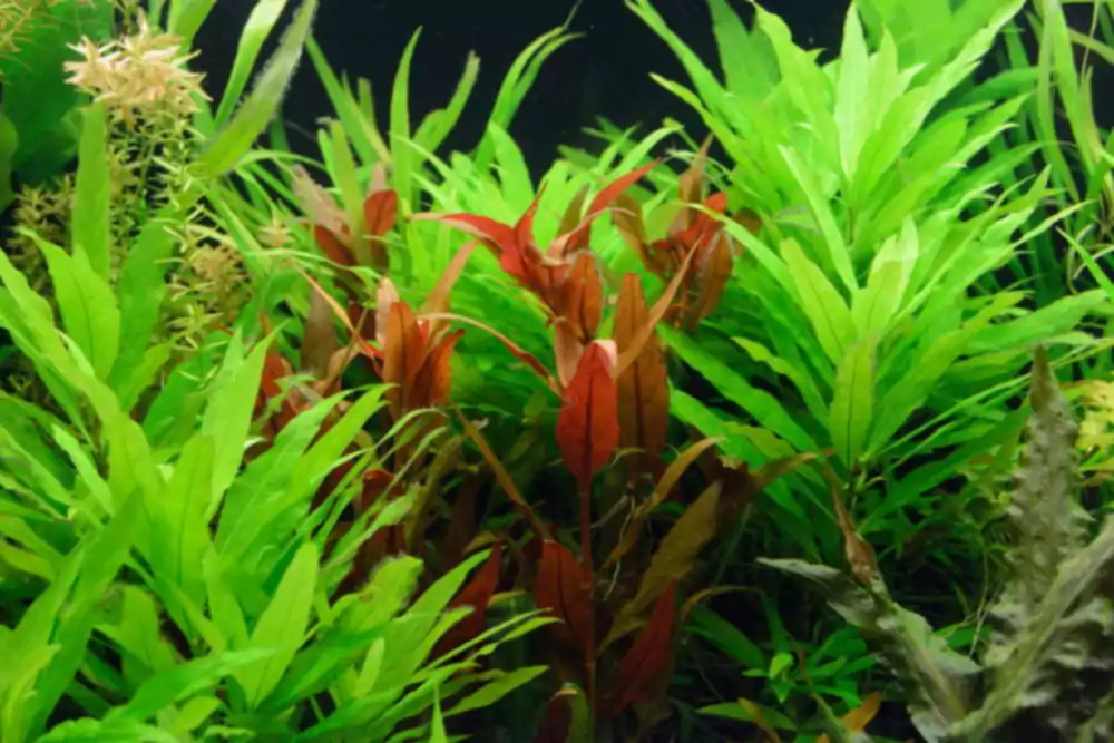Как удобрять аквариум с растениями простым способом