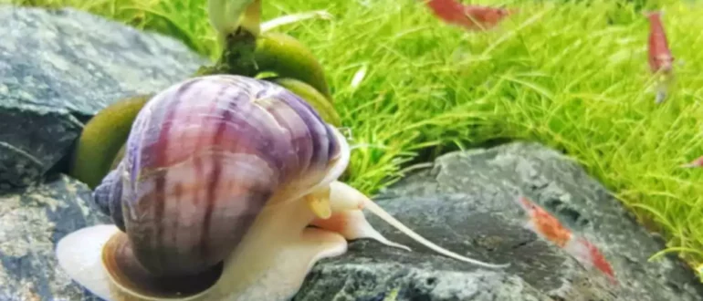 为您的下一个淡水水族馆提供的7种有用的蜗牛