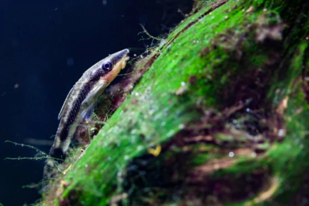 Κορυφαίοι 5 τρόποι για να καθαρίσετε την άλγη από το ενυδρείο ψαριών σας