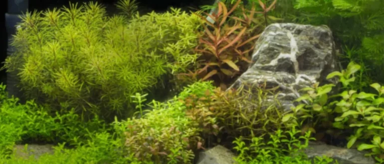 5 лучших растений среднего плана для баланса вашего аквариума с растениями