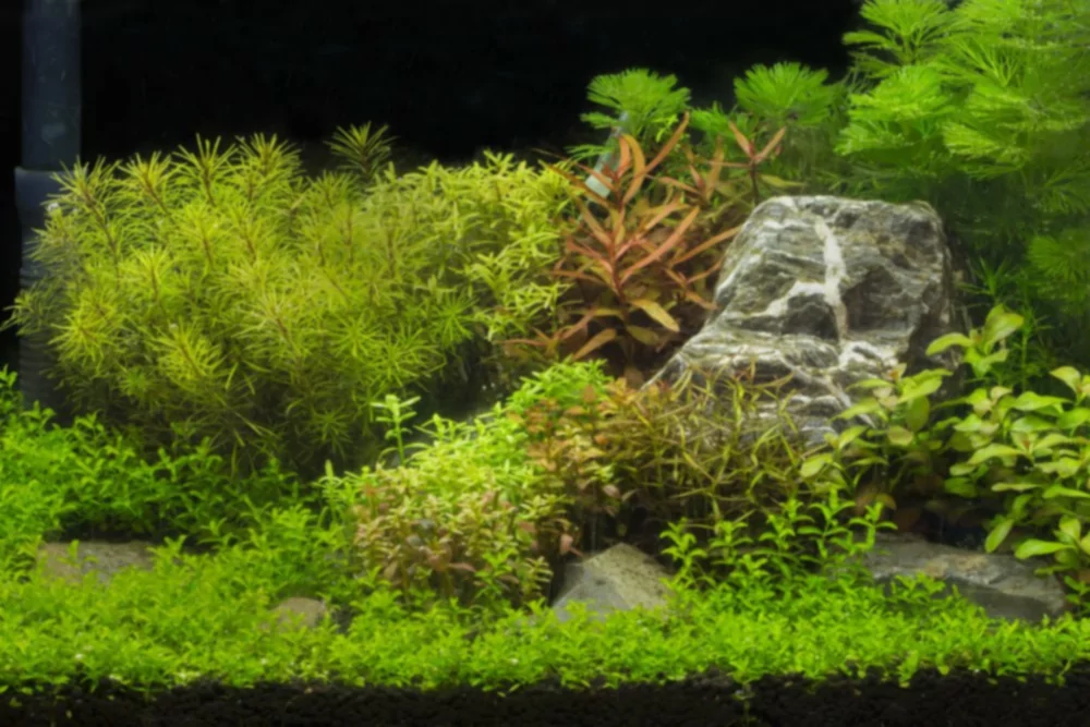5 nejlepších středních rostlin pro vyvážení vašeho akvária s rostlinami