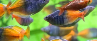 Top 10 καταπληκτικά ψάρια του ουράνιου τόξου για το επόμενο ενυδρείο γλυκού νερού