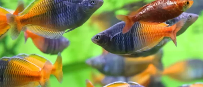 Topp 10 fantastiska regnbågsfiskar för ditt nästa sötvattensakvarium