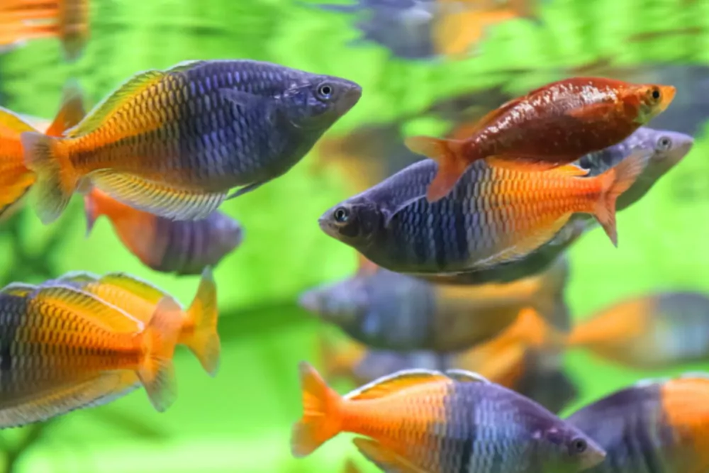 10 Ikan Pelangi Menakjubkan untuk Akuarium Air Tawar Anda Berikutnya