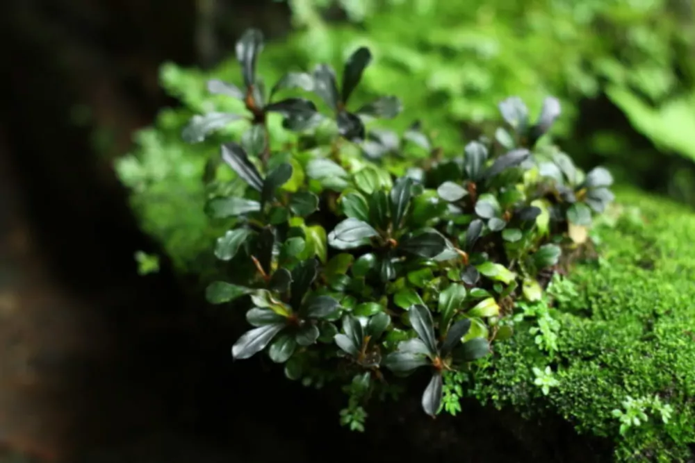 Οδηγός Φροντίδας για την Bucephalandra - Μια πολύχρωμη εναλλακτική λύση για τις Anubias