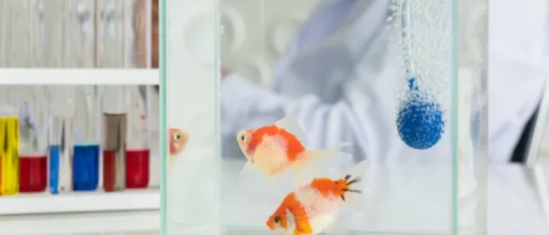 Hur man sätter fisk i karantän på ett enkelt sätt