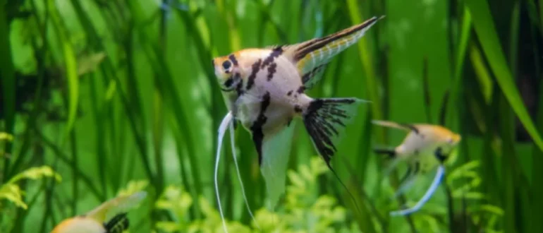 5 най-добри идеи за аквариум за риби с вместимост 55 галона