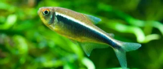 Руководство по уходу за черными неоновыми тетрами - нашими любимыми недооцененными школьными рыбками
