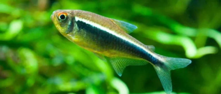 Руководство по уходу за черными неоновыми тетрами - нашими любимыми недооцененными школьными рыбками