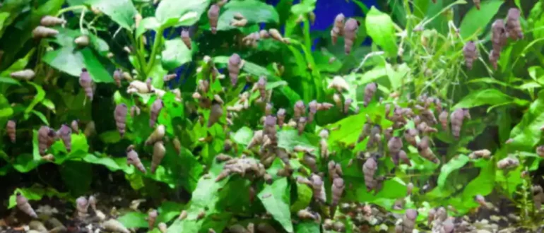 5 helppoa tapaa päästä eroon akvaarion tuholaisten etanoista