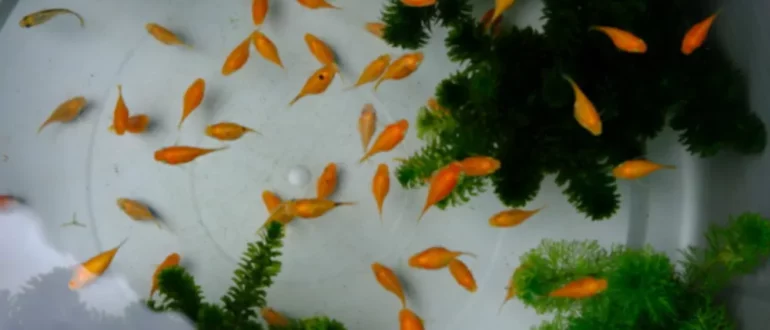 Top 5 Tiny Foods ruokkia vauvan kalat terveen kasvun varmistamiseksi