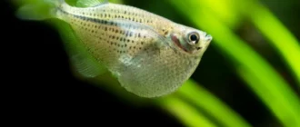 Hoito-opas Hatchetfish - Oddball Schooling kalat siivet