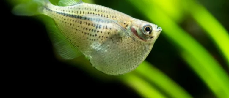 Průvodce péčí pro: Hatchetfish - podivná školní ryba s křídly