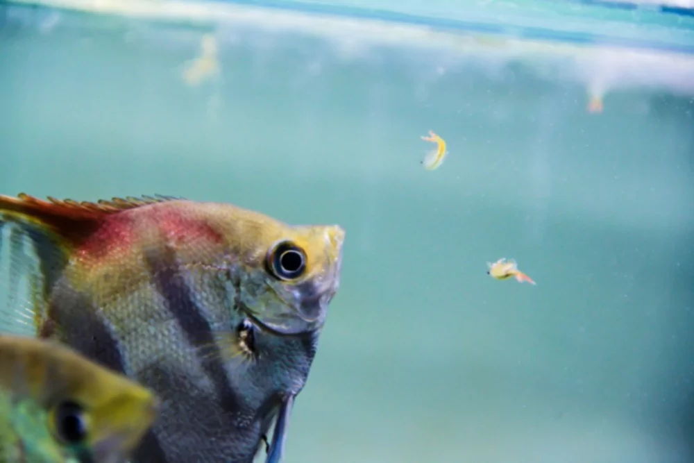 10 лучших живых кормов для кормления аквариумных рыб