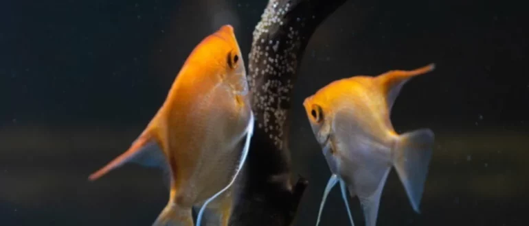 Miten kasvattaa Baby Fish Fry akvaariossa