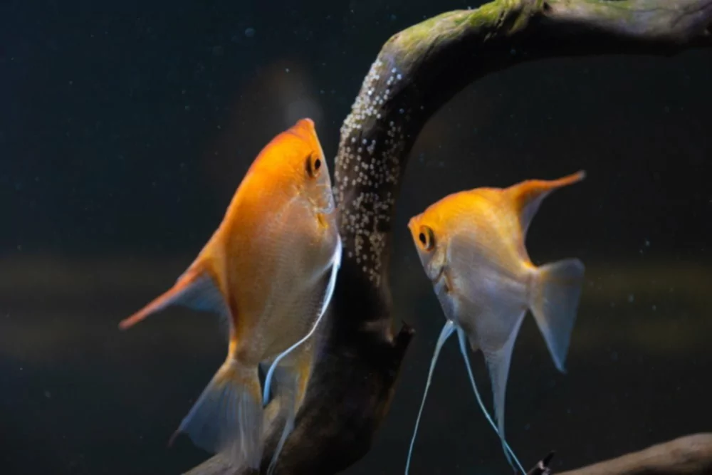 Как вырастить мальков рыб в вашем аквариуме