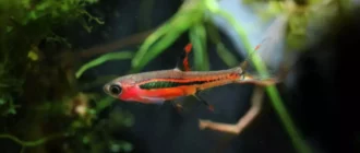 Verzorgingsgids voor Chili Rasbora's - Pikante Rode Nano Vissen voor Geplante Vazen