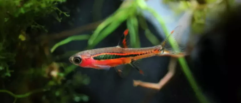 Guide de soins pour les Rasboras Chili - Poisson nano rouge épicé pour les aquariums plantés