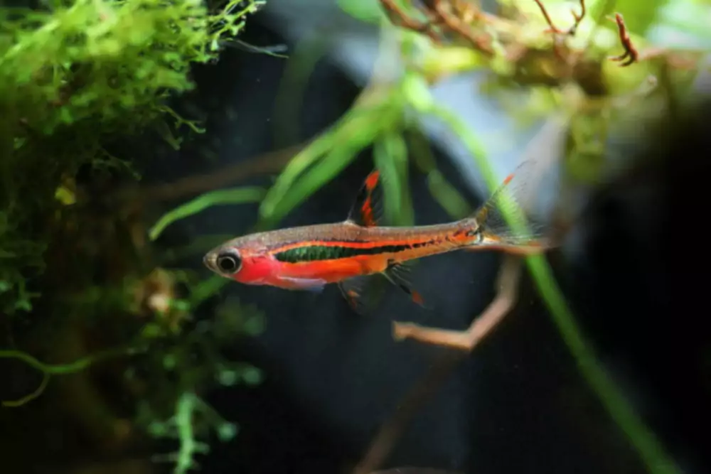 Guide de soins pour les Rasboras Chili - Poisson nano rouge épicé pour les aquariums plantés