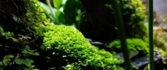 5 φυτά ενυδρείου που πρέπει να δοκιμάσετε στο επόμενο Terrarium ή Paludarium σας