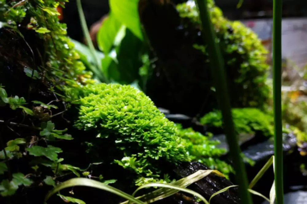 5 аквариумных растений, которые вы должны попробовать в своем следующем террариуме или палюдариуме
