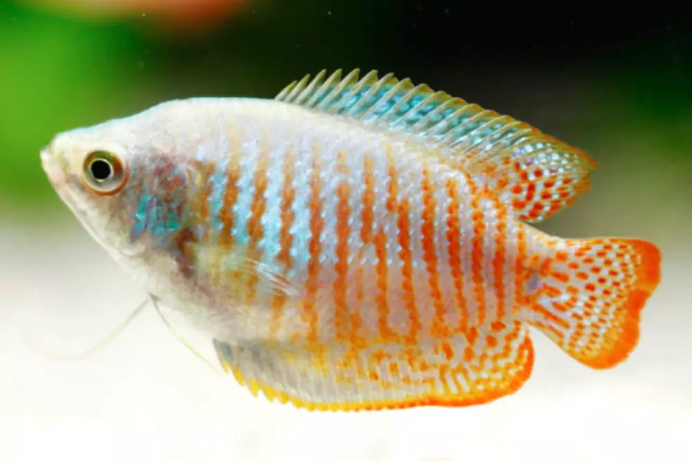 Guide de soins pour les gouramis nains - parents fougueux des poissons Betta