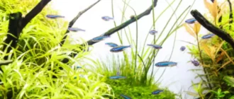 10 najboljših srednjevodnih šolskih rib za vaš naslednji akvarij