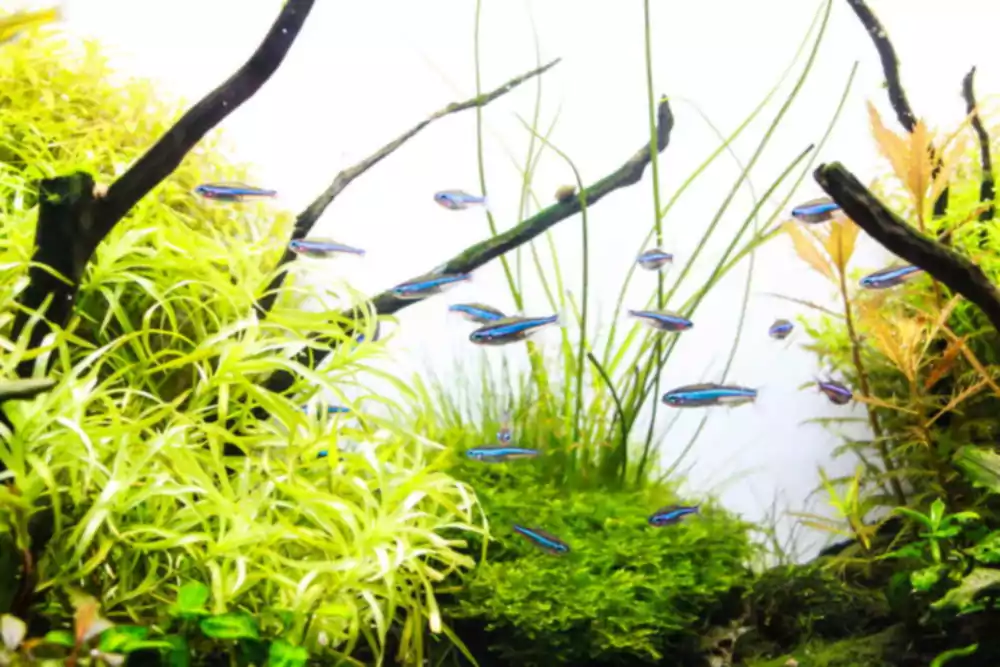 10 geriausių vidutinių vandenų mokyklinių žuvų jūsų būsimam akvariumui