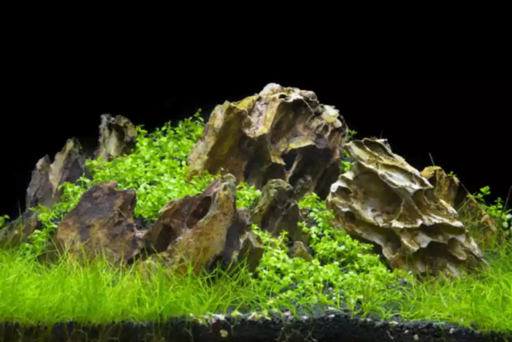 3 soorten beplante aquaria ter inspiratie voor uw volgende bak