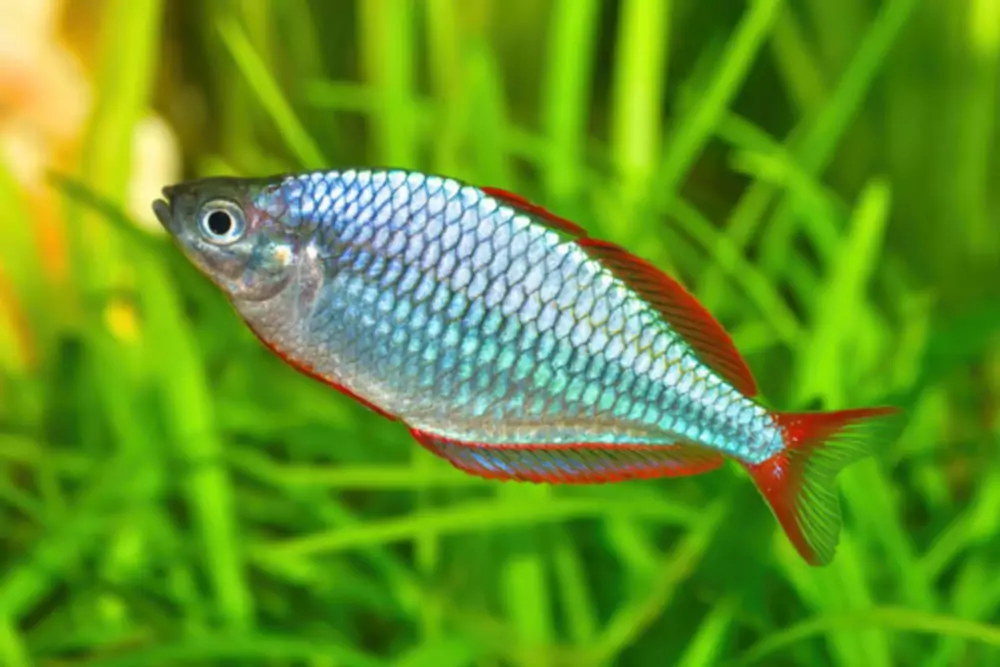 Οδηγός φροντίδας για το Νάνος Neon Rainbowfish - Στέγαση, τροφή και αναπαραγωγή