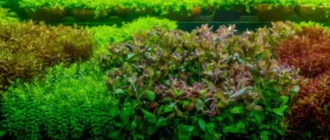 Kuinka kasvattaa akvaariokasveja voittoa varten