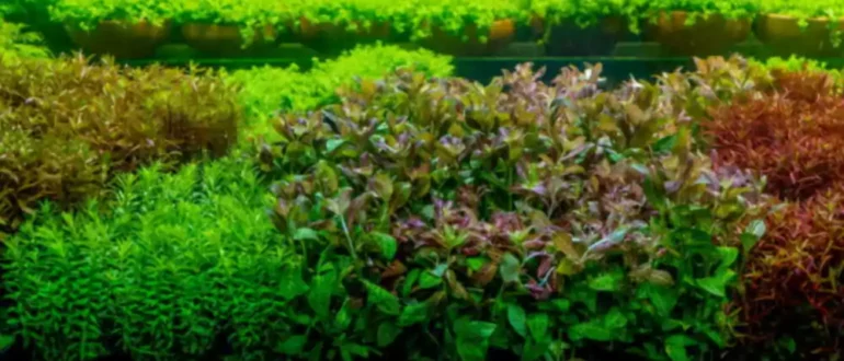 Как выращивать аквариумные растения для получения прибыли