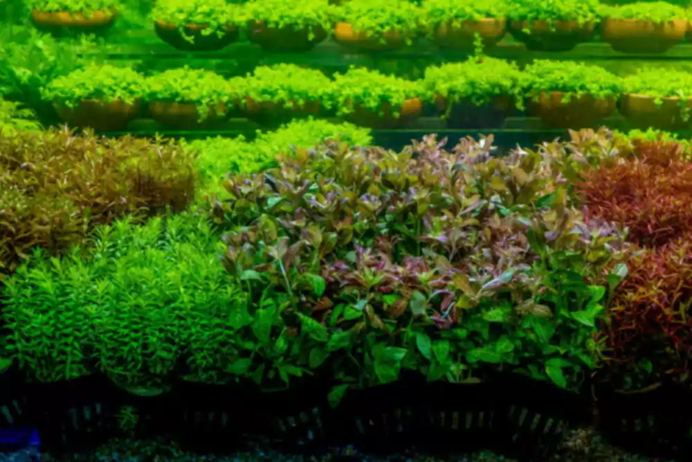 Kaip pelningai auginti akvariumo augalus