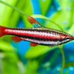 Vodnik za nego za Pencilfish - površinsko živeče šolske ribe