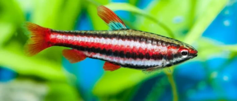 Guida alla cura del pesce matita - Pesce di superficie che si riproduce in acqua