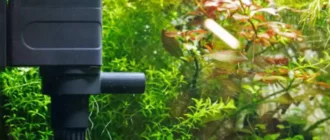 Kā palielināt ūdens cirkulāciju akvārijā