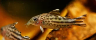 Ar Indijos migdolų lapai naudingi akvariumo žuvims?