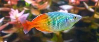 Verzorgingsgids voor Boesemani Regenboogvissen - Het opzetten van een aquarium, kweken en meer.